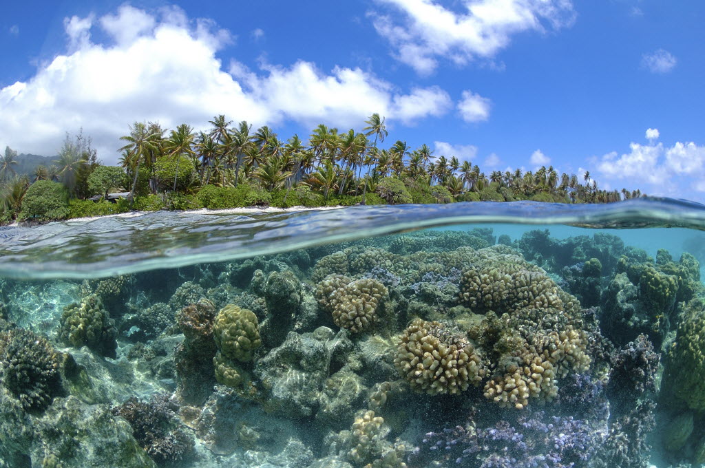 ocean-acidification-ocean-climate-initiatives-alliance