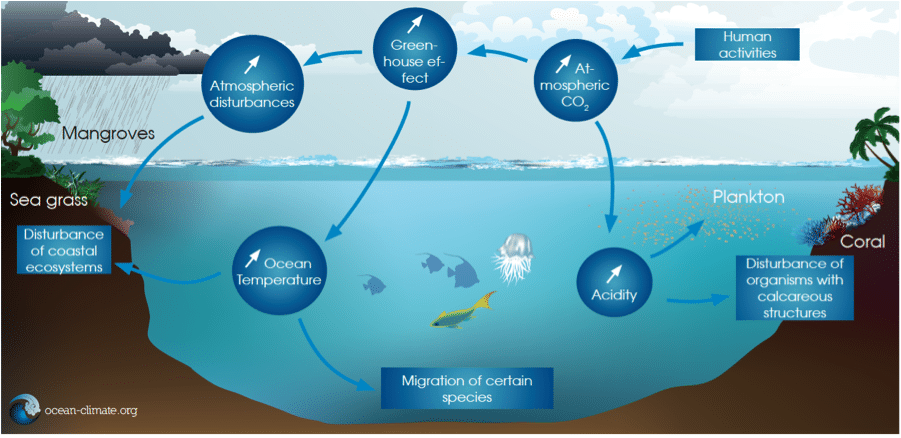 Marine ecosystem Ocean Climate Initiatives Alliance