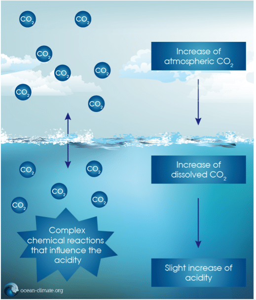 ocean-acification - Ocean & Climate Initiatives Alliance